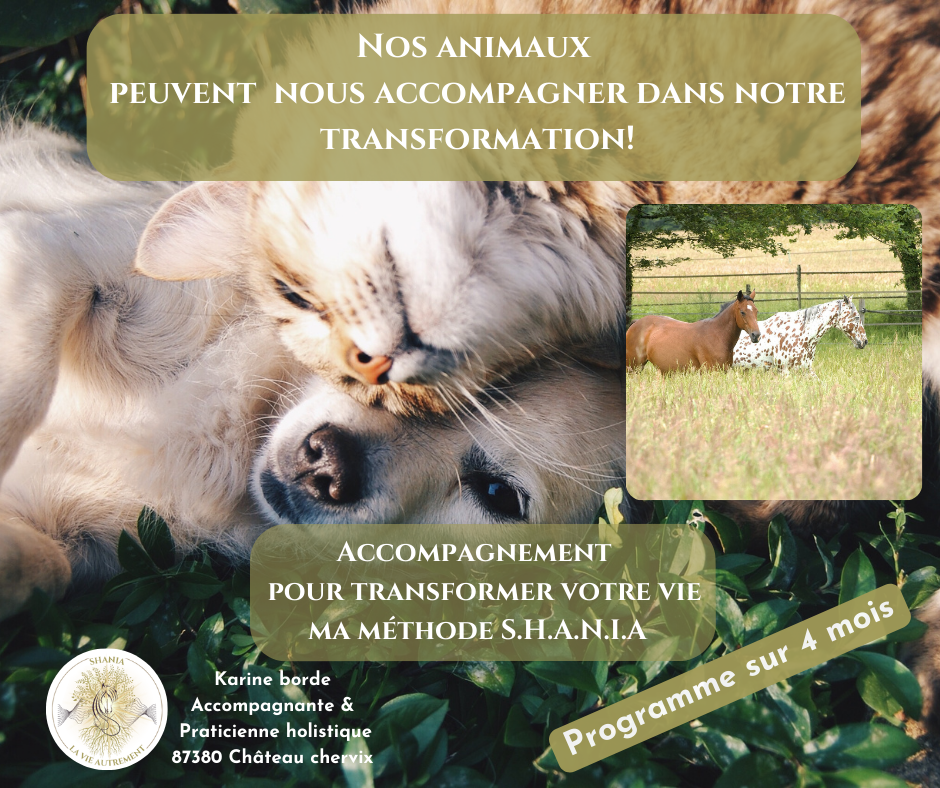 ✨Accompagnement unique sur 4 mois  pour transformer votre vie avec ma méthode S.H.A.N.I.A✨